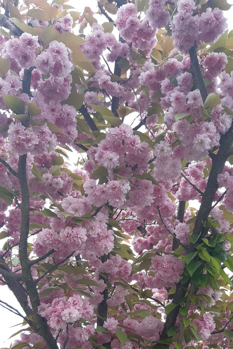 kwitnące kwietniowe drzewko puzzle online