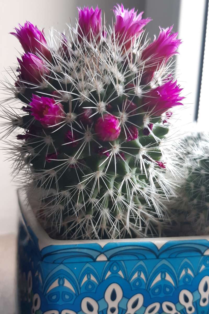 kwitnący kaktus a parapecie puzzle online