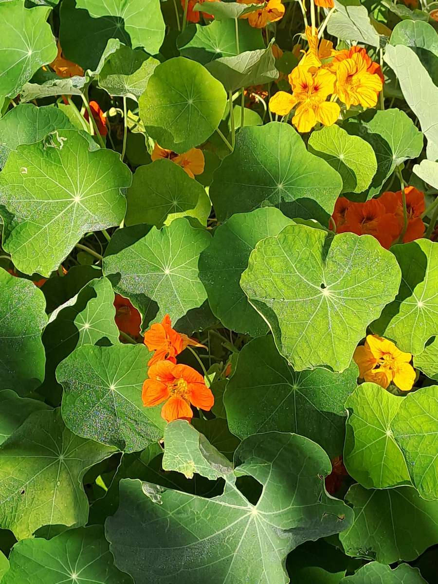 dużo zielonych liści i kwiatki puzzle online