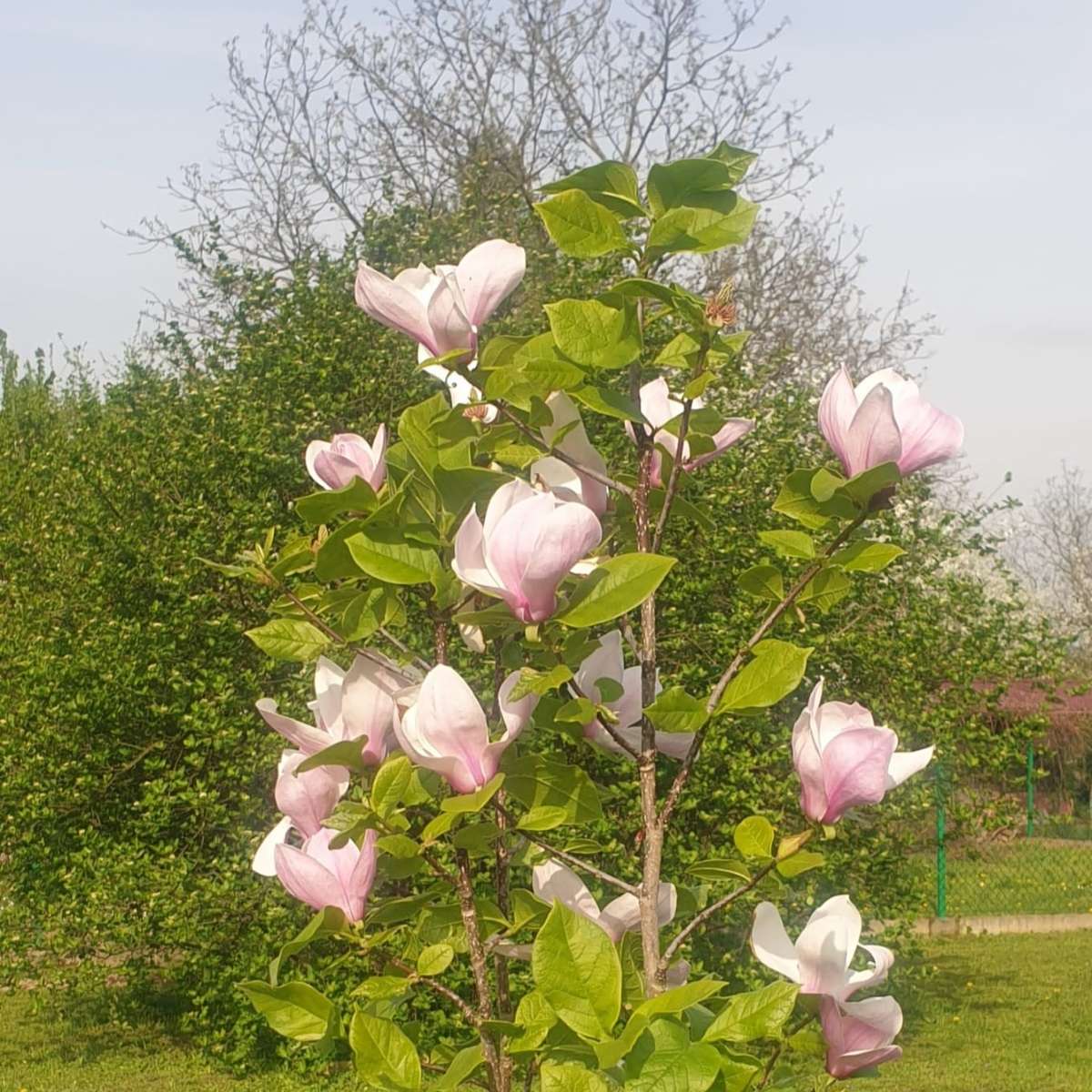 magnolia kwitnąca w słońcu puzzle online