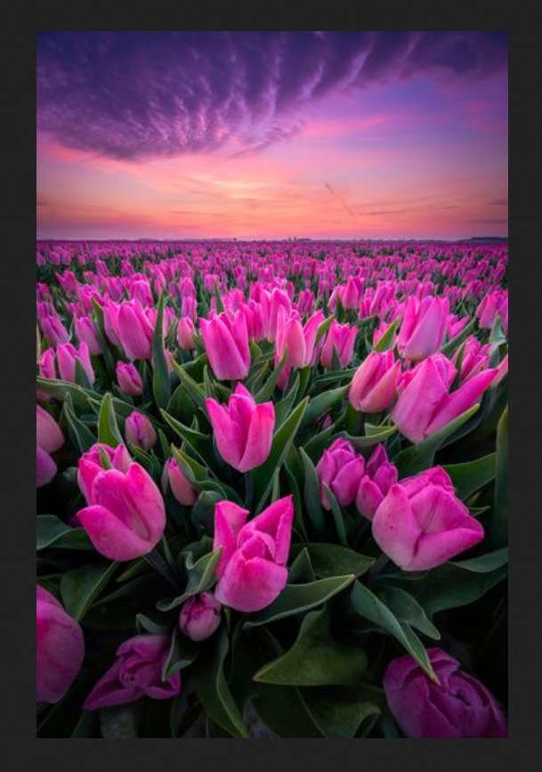 wiosna przyszła! piękny zachód, tulipanowe pole puzzle online