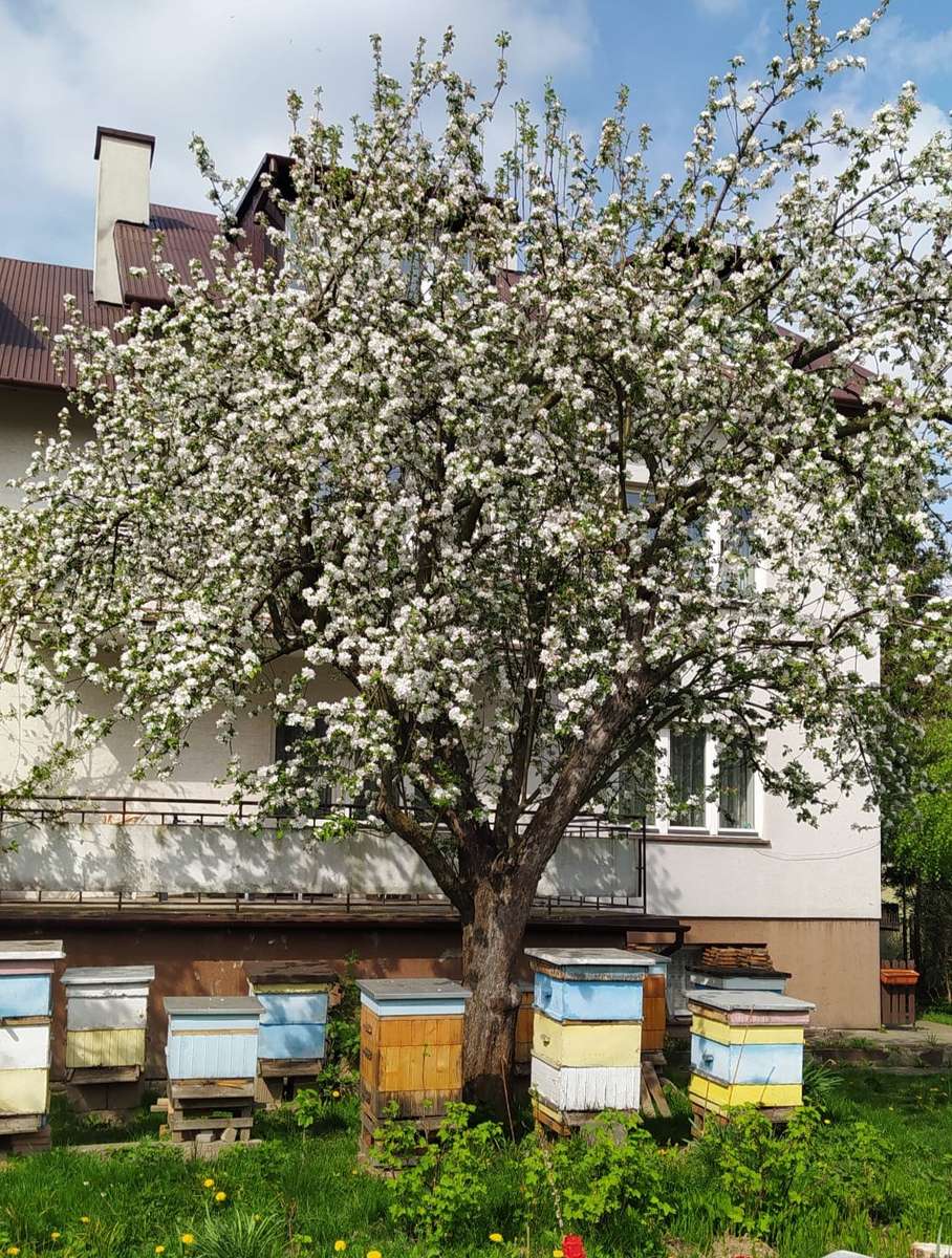 pszczele domki w ogrodzie puzzle online