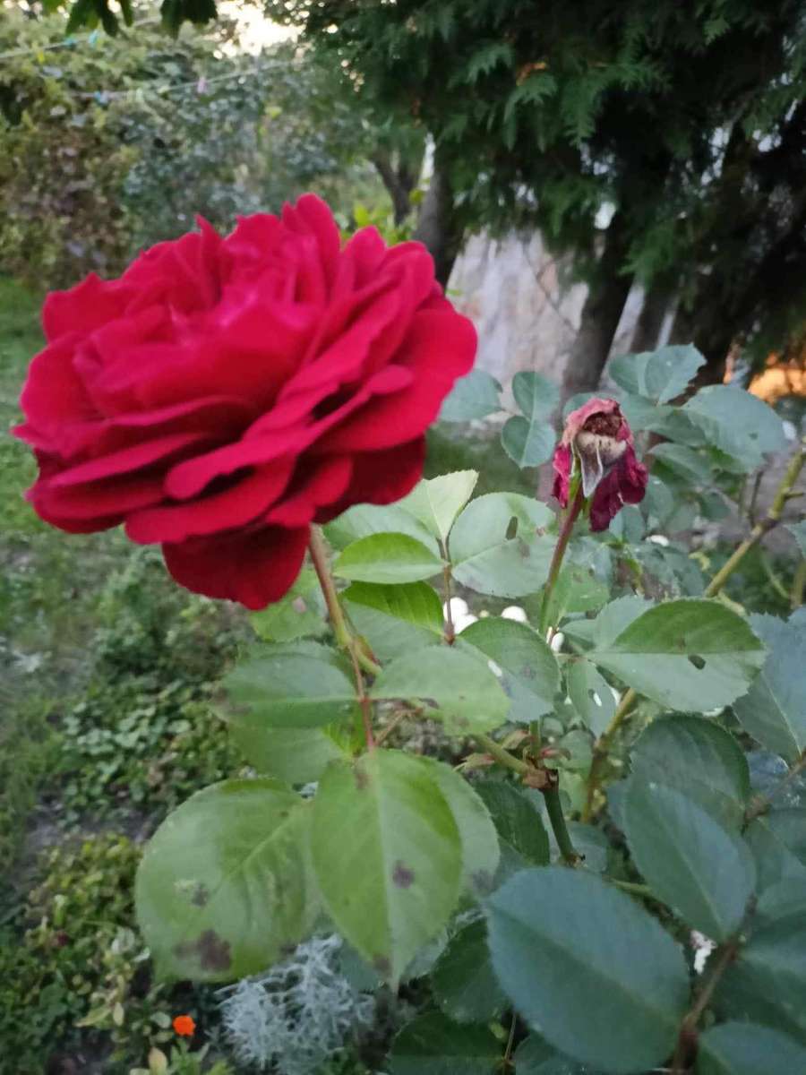 czerwona róża królowa kwiatów puzzle online