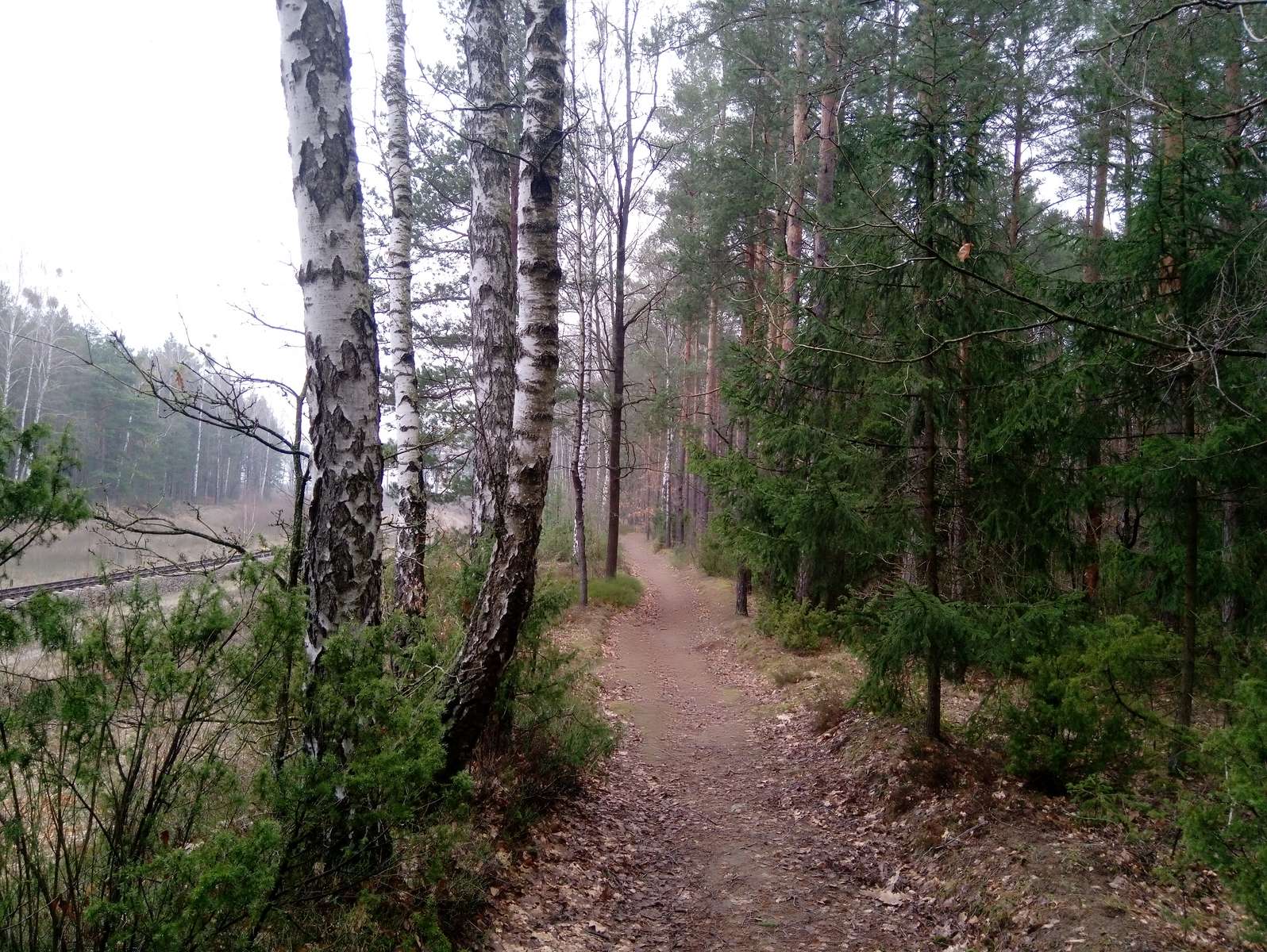 Ścieżka w lesie. puzzle online