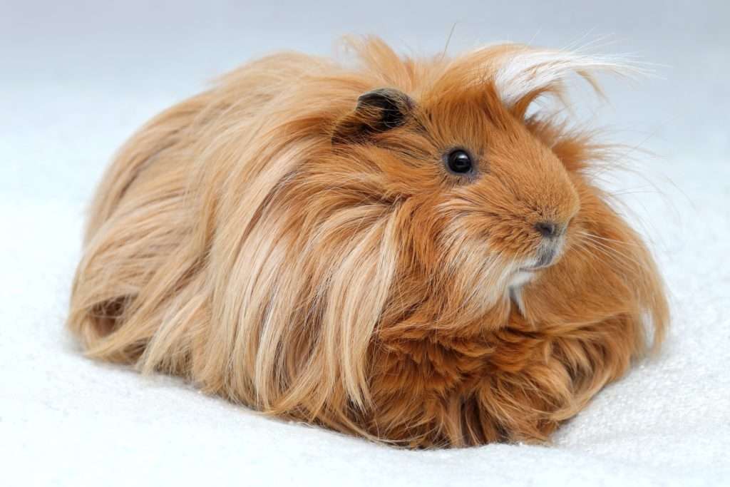 Long-haired guinea pig puzzle online