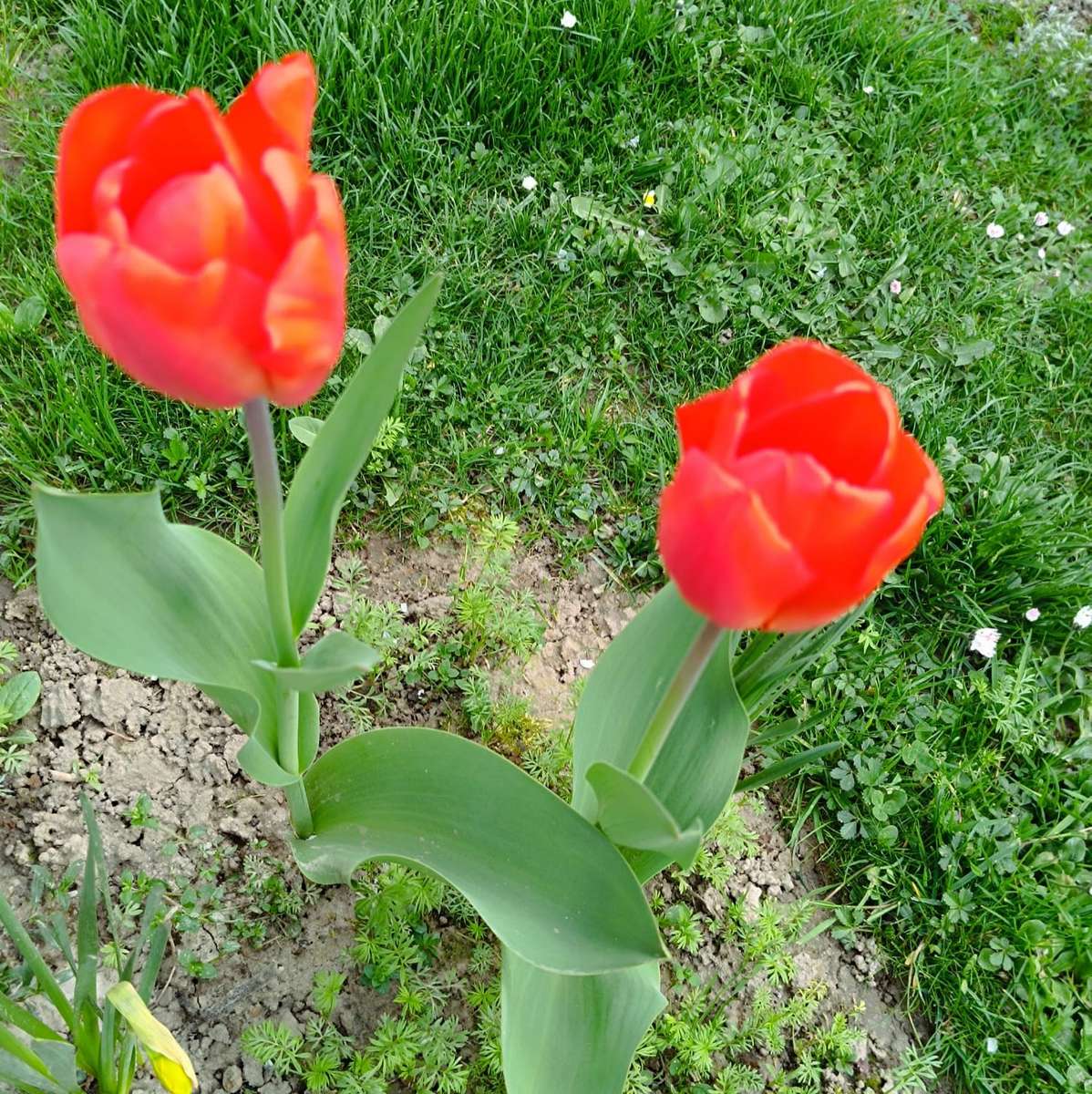 dwa tulipany czerwone puzzle online
