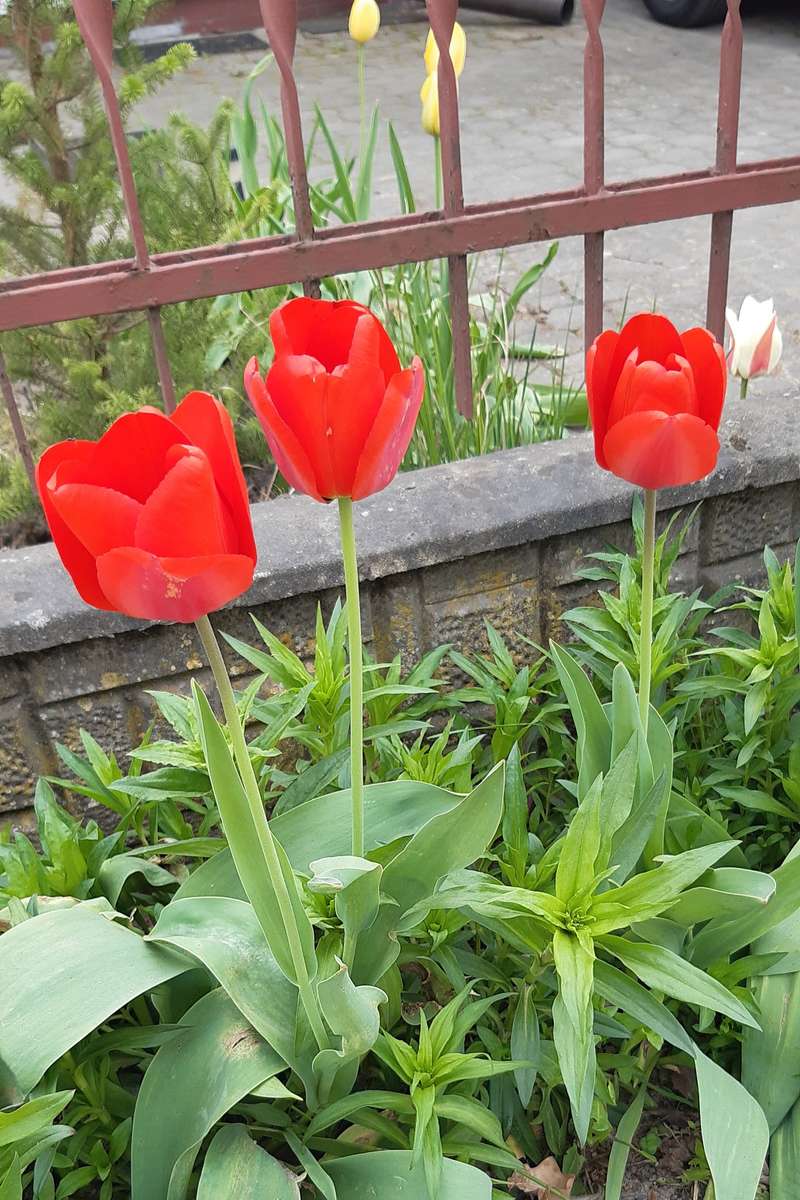 tulipany czerwone i płotek puzzle online