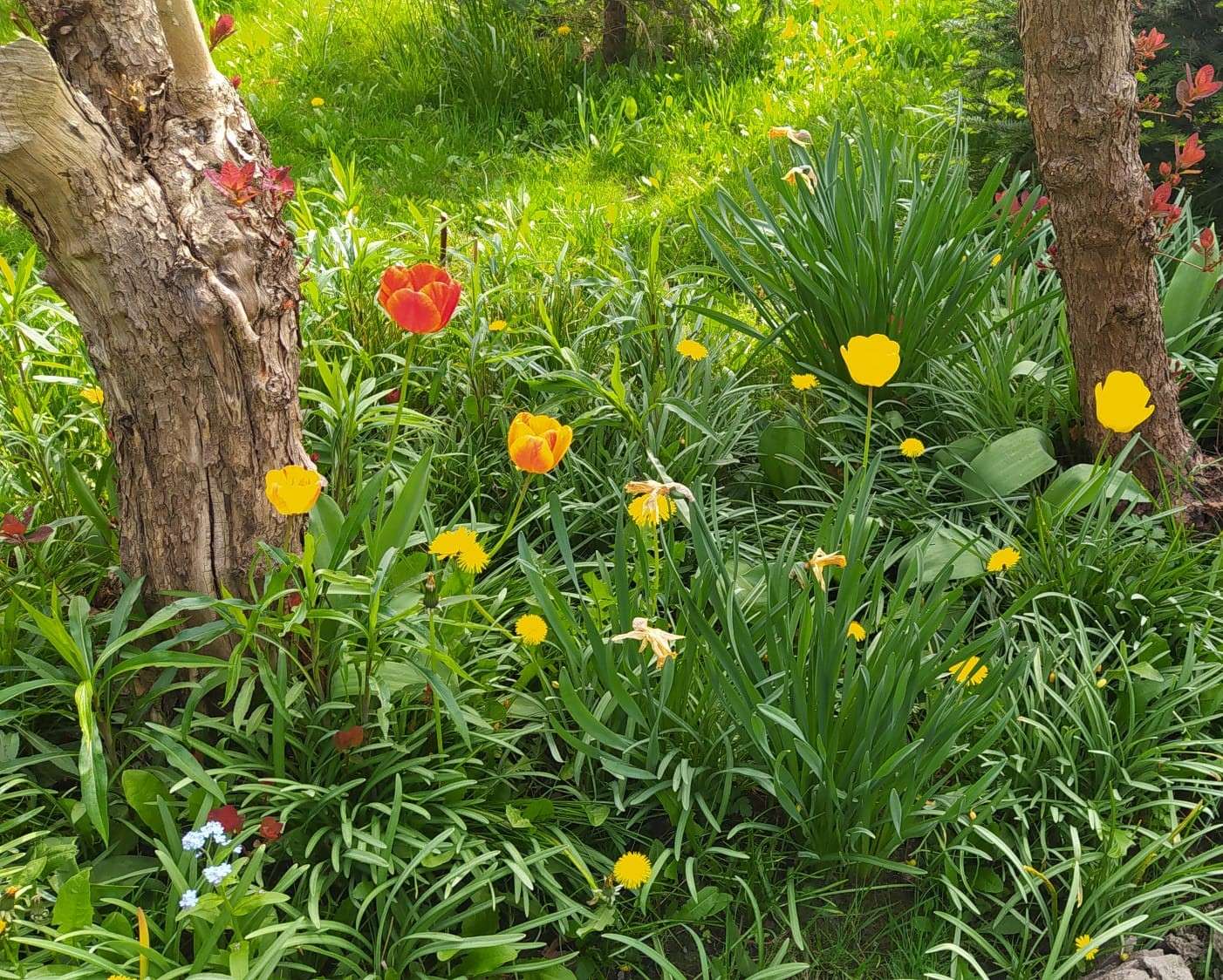 tulipany trawa drzewa puzzle online