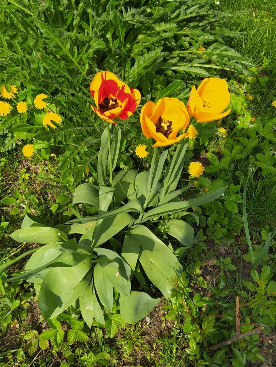 tulipany w trawie puzzle online