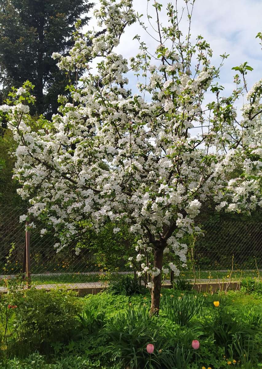 wiosenne kwitnące drzewko puzzle online