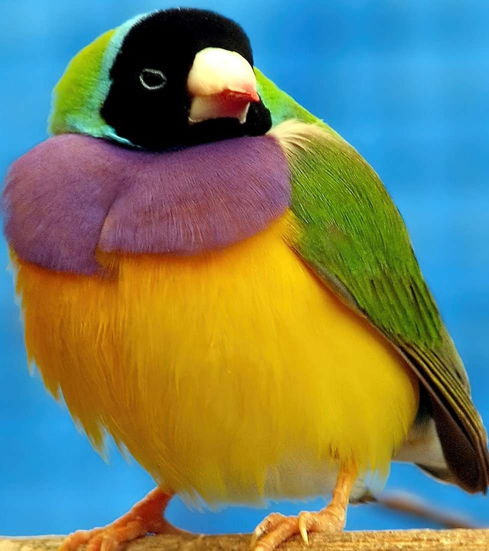 Amadyniec- ptak, który pochodzi z Australii. puzzle online