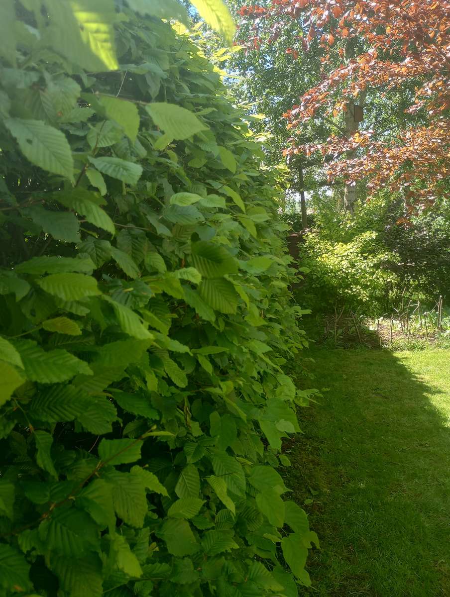 zieleń w ogrodzie i słońce puzzle online