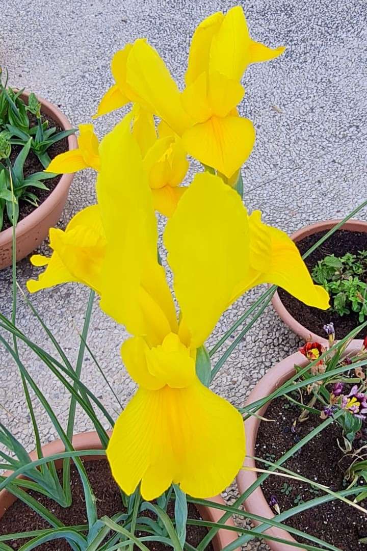 bardzo żółty kwiatek puzzle online