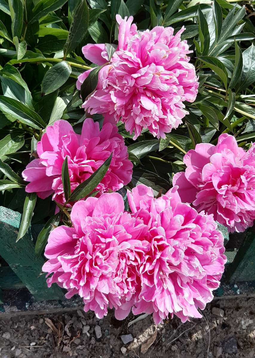 kwiaty różowych piwonii puzzle online