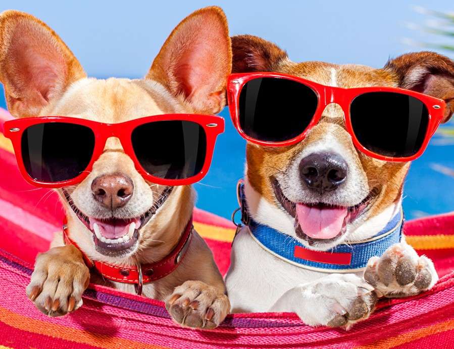 Psy w okularach na hamaku puzzle online