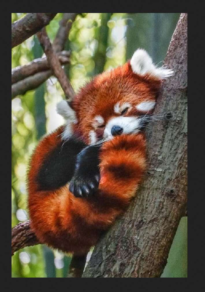 puzzle testowe zwierzeta-czerwona panda puzzle online