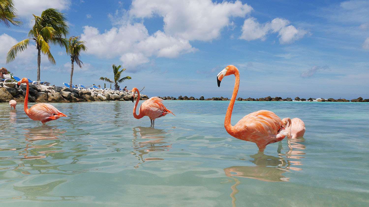 Niesamowite flamingi puzzle online
