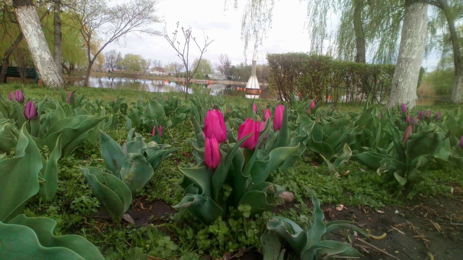 tulipany w parku puzzle online