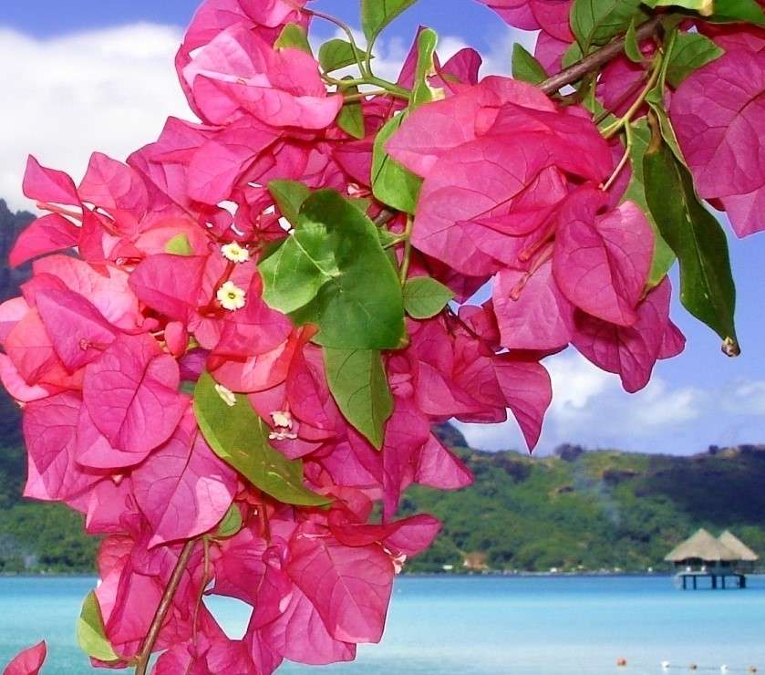 Czerwone kwiaty na drzewie w tropikach puzzle online