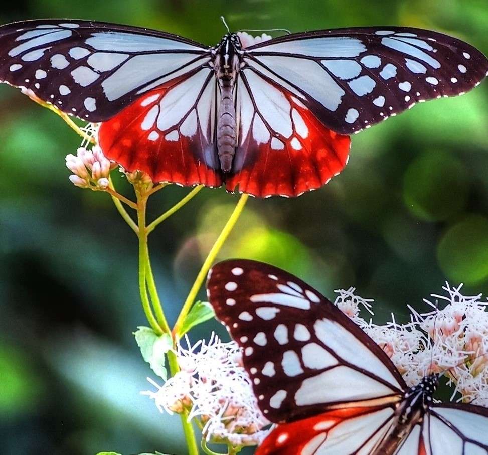Kolorowe motyle puzzle online