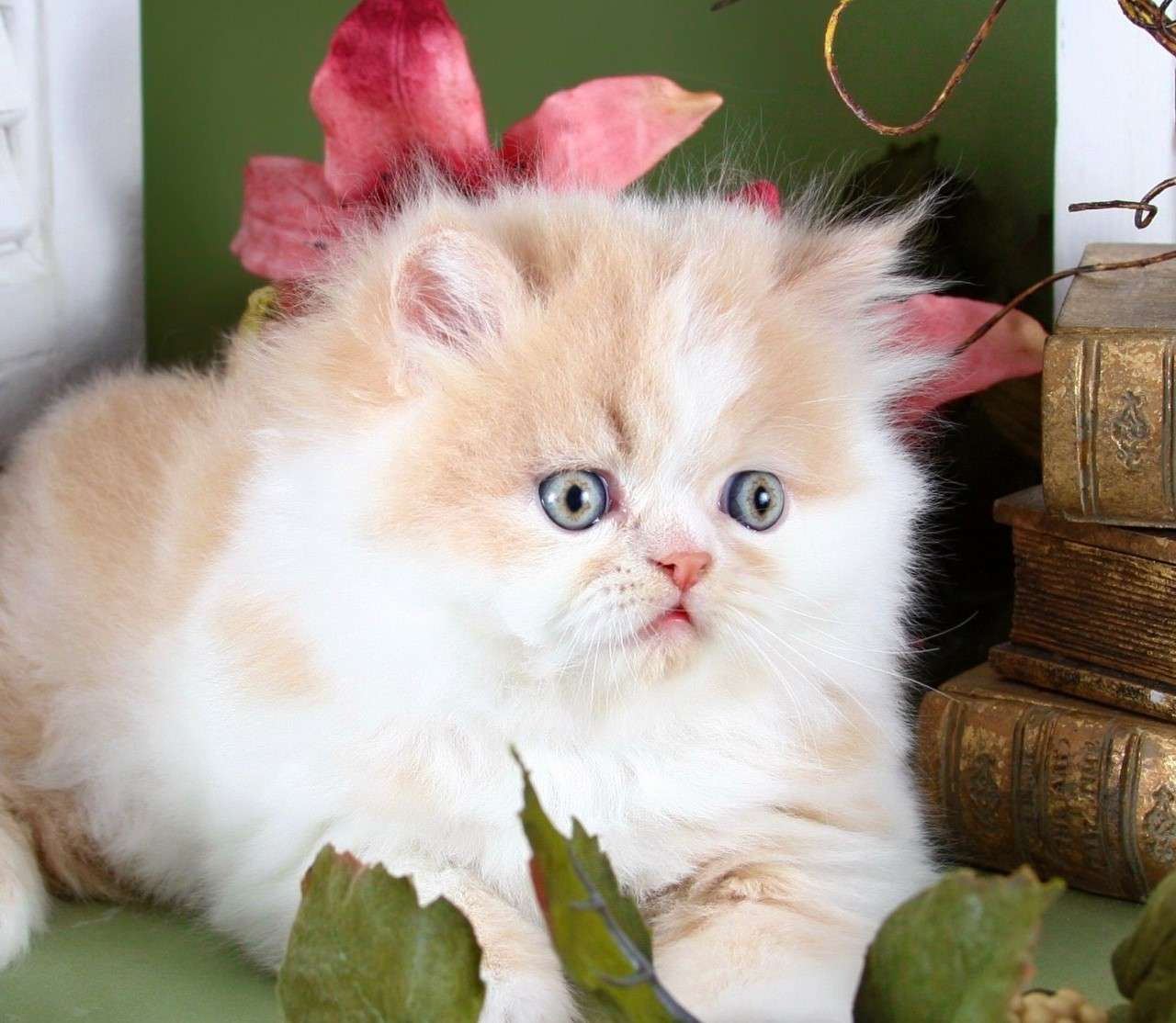 Mały perski kot puzzle online