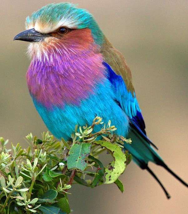 Kolorowy ptaszek na gałęzi puzzle online