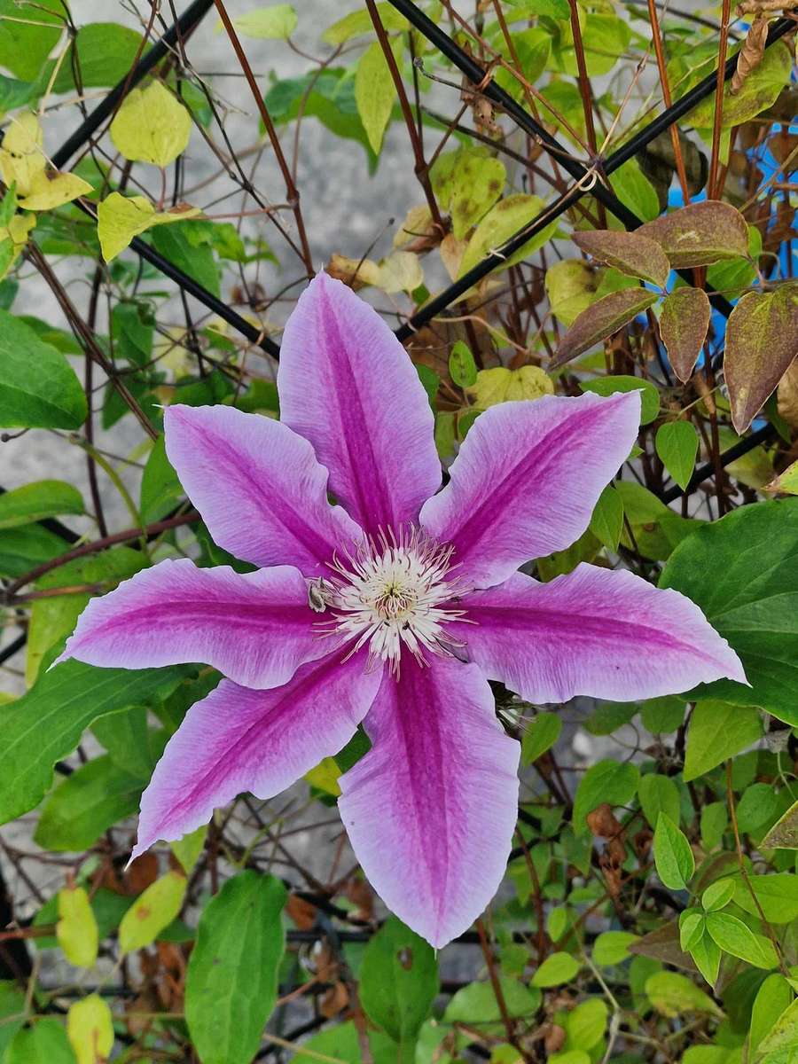 Clematis działka Wudzyn puzzle online