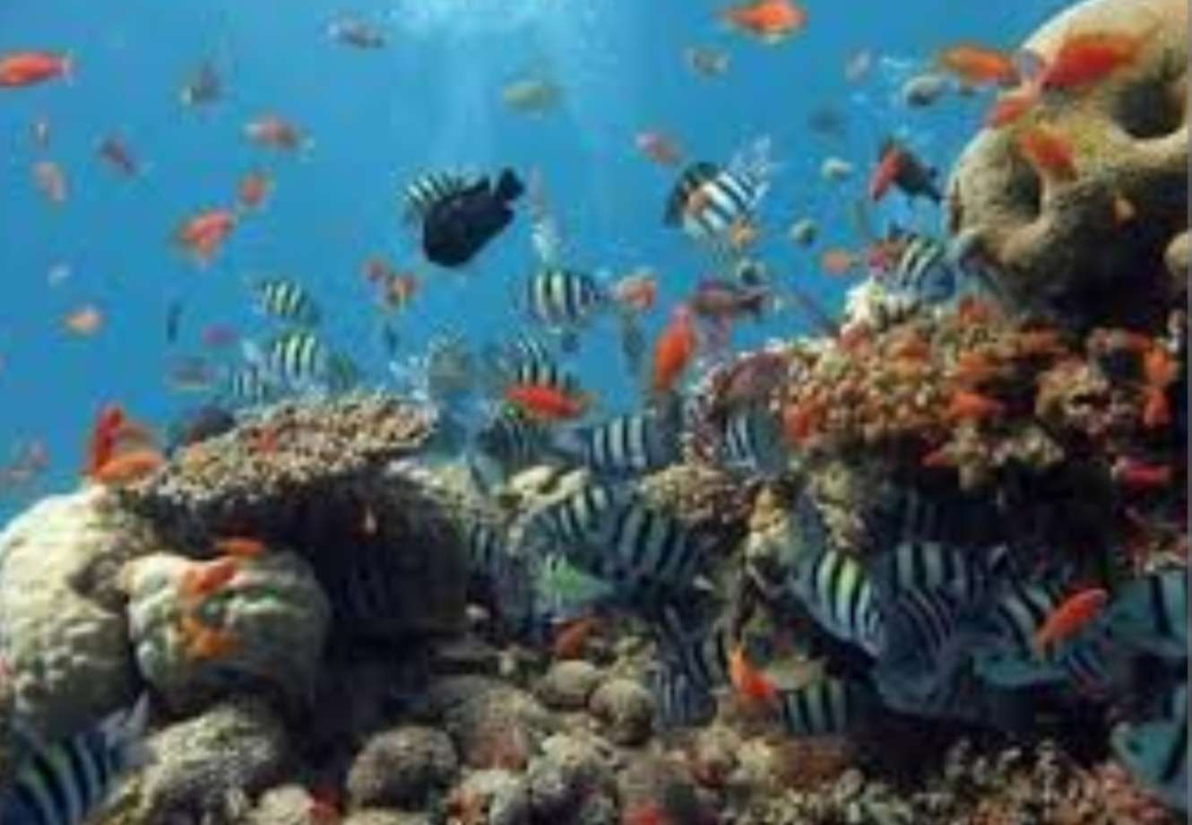 Rafa Koralowa w Morzu Czerwonym puzzle online