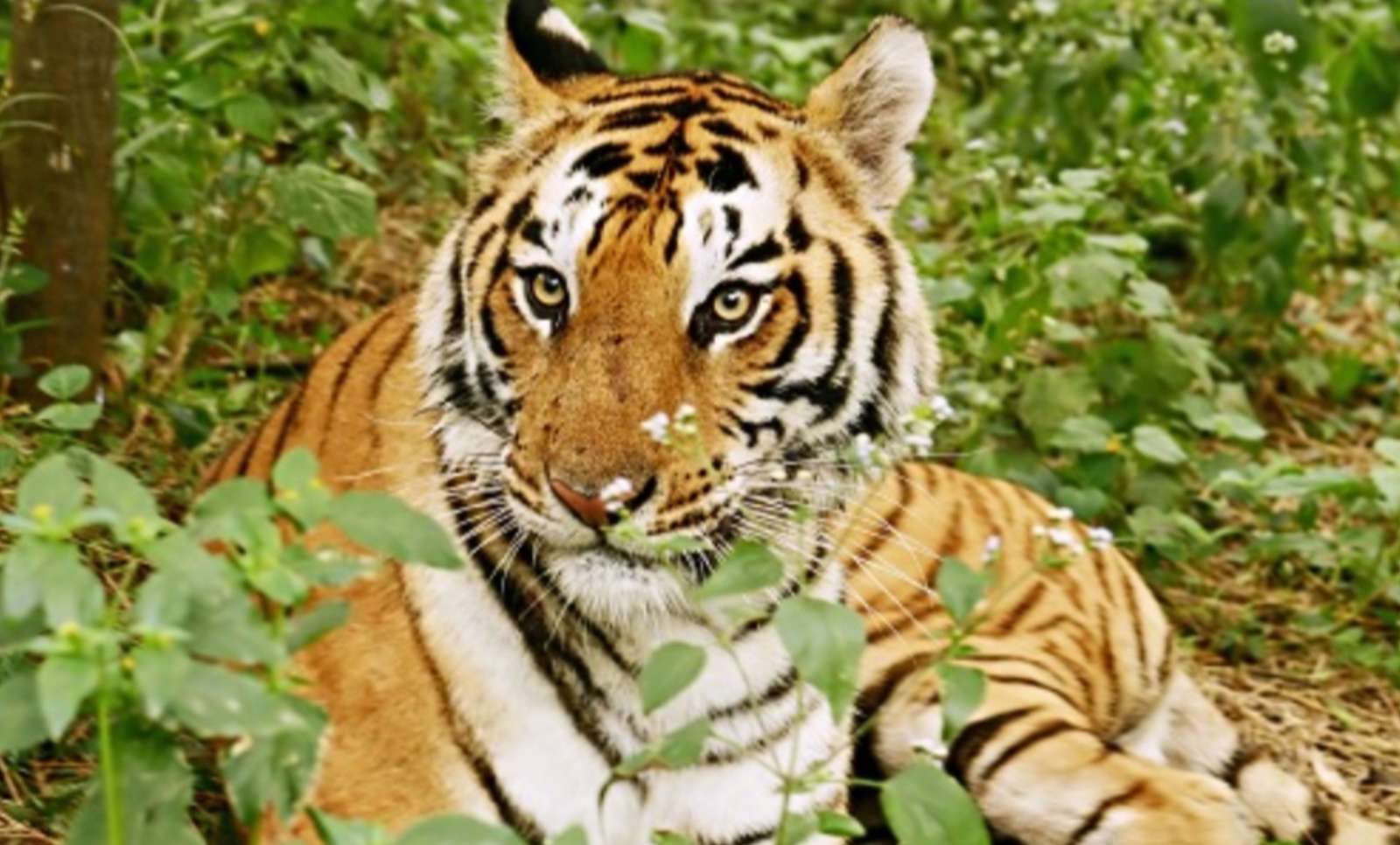 Tygrys Bengalski puzzle online