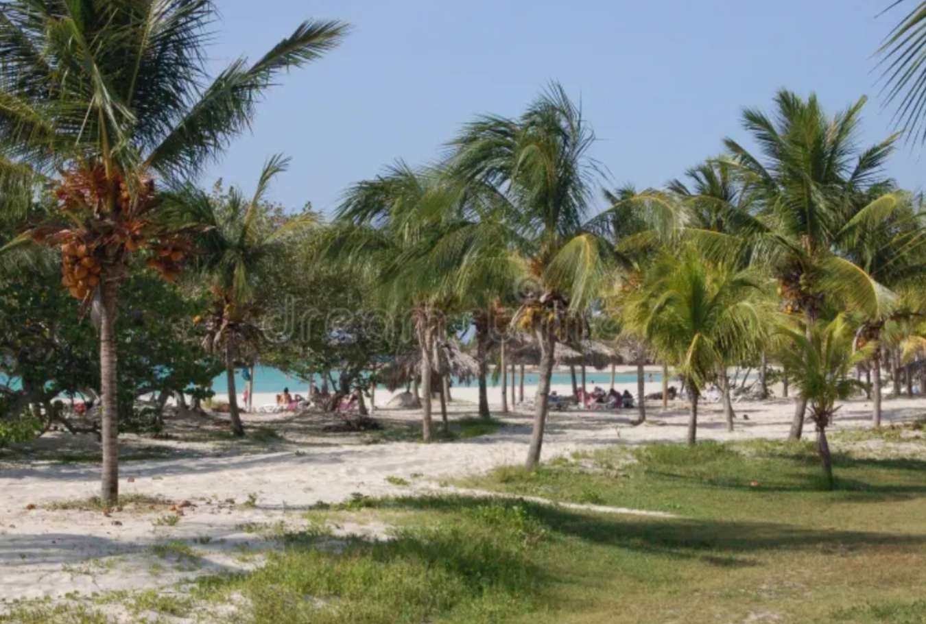 Kubańska Plaża z widoczkiem na palmy puzzle online