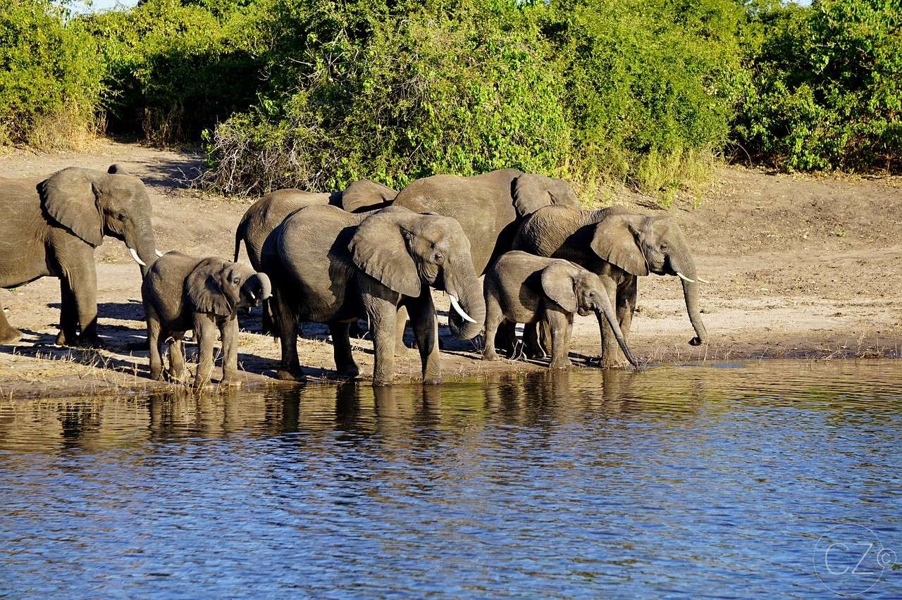 Park Narodowy Chobe, Botswana, Słoń. puzzle online