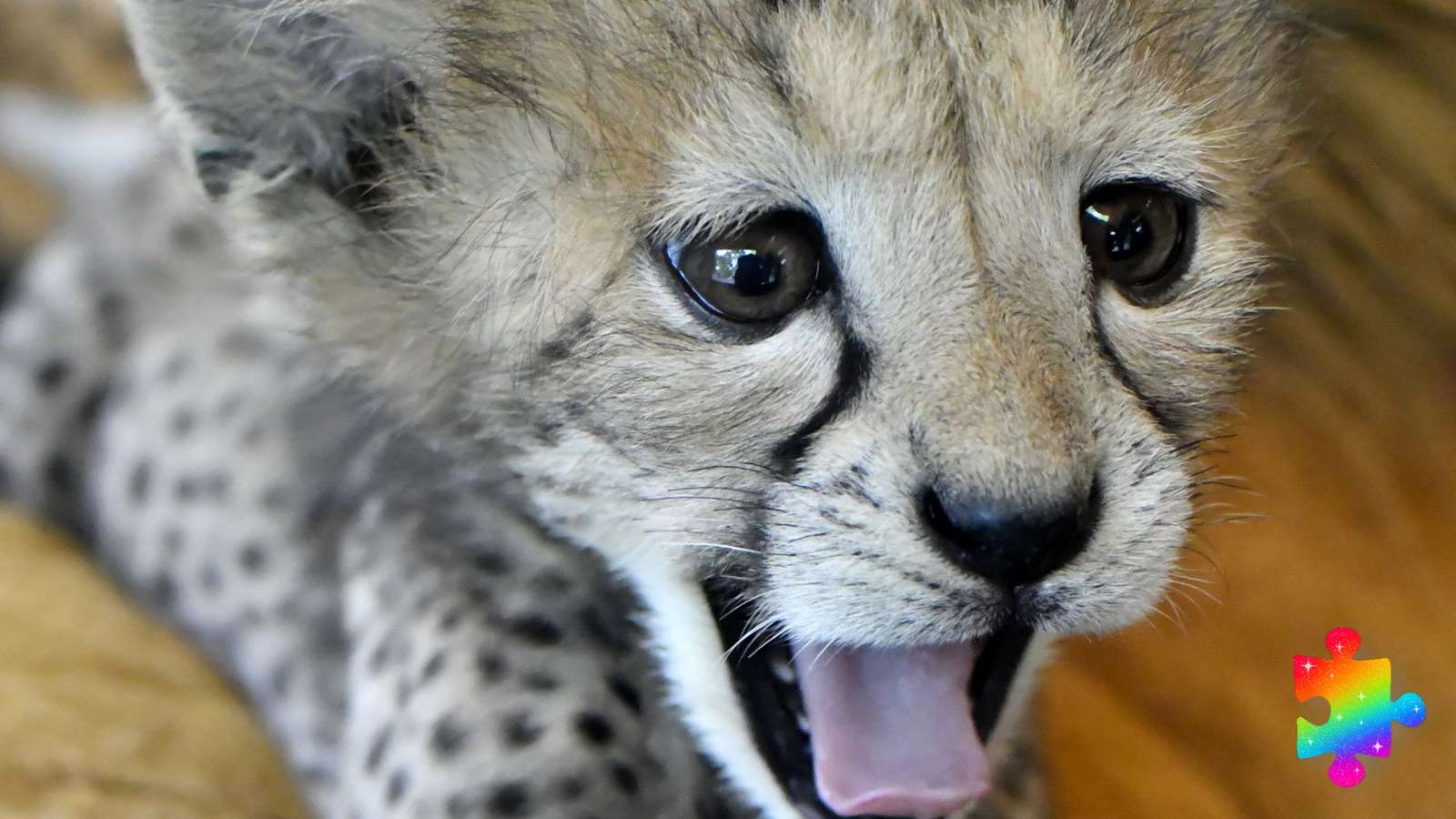Słodki młody gepard puzzle online