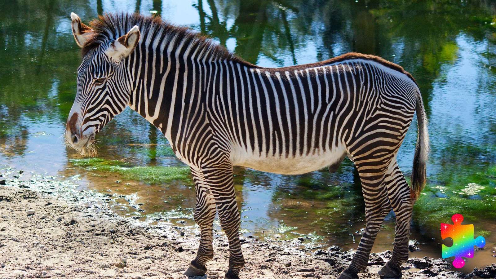 Tropikalna zebra puzzle online