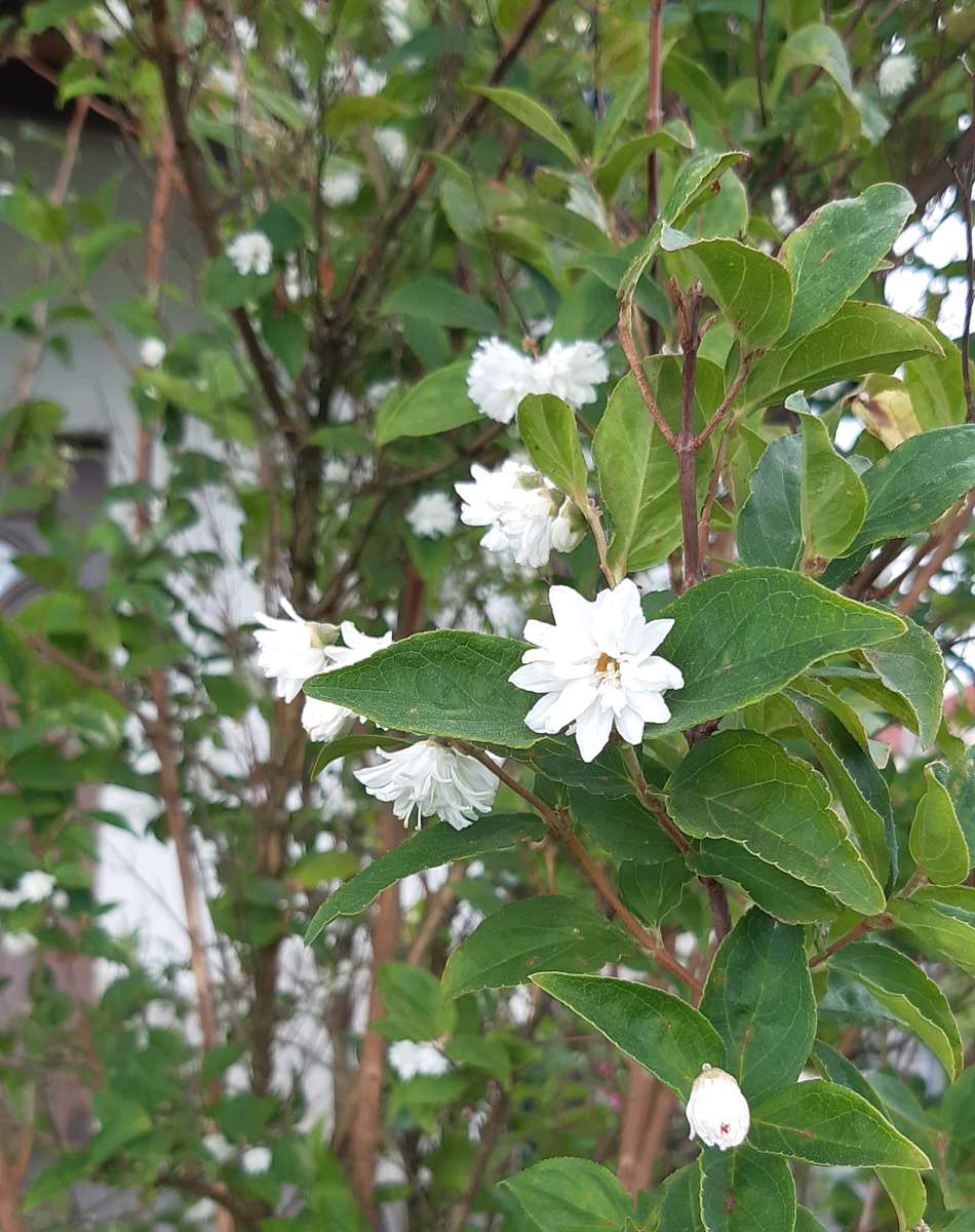 białe kwiatki na pnączach puzzle online