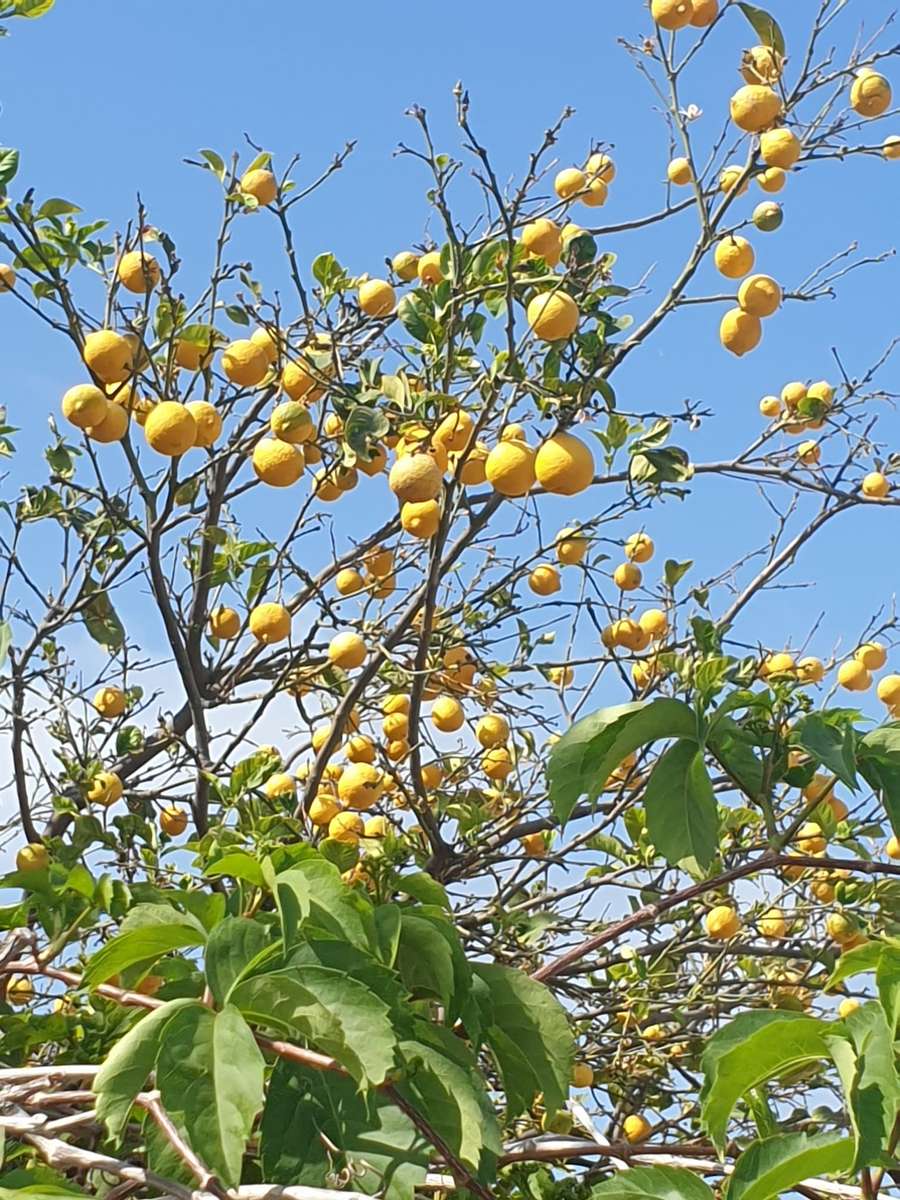 drzewo cytrynowe obsypane owocami puzzle online