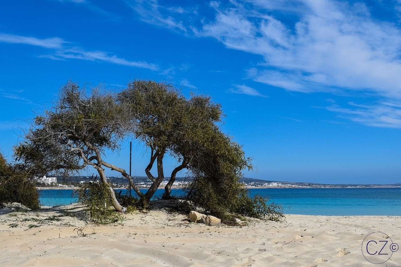 Drzewo na plaży puzzle online