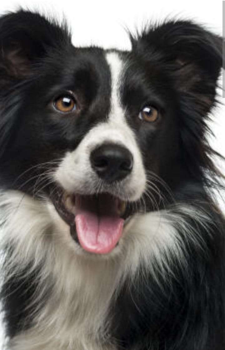 border collie puzzle online