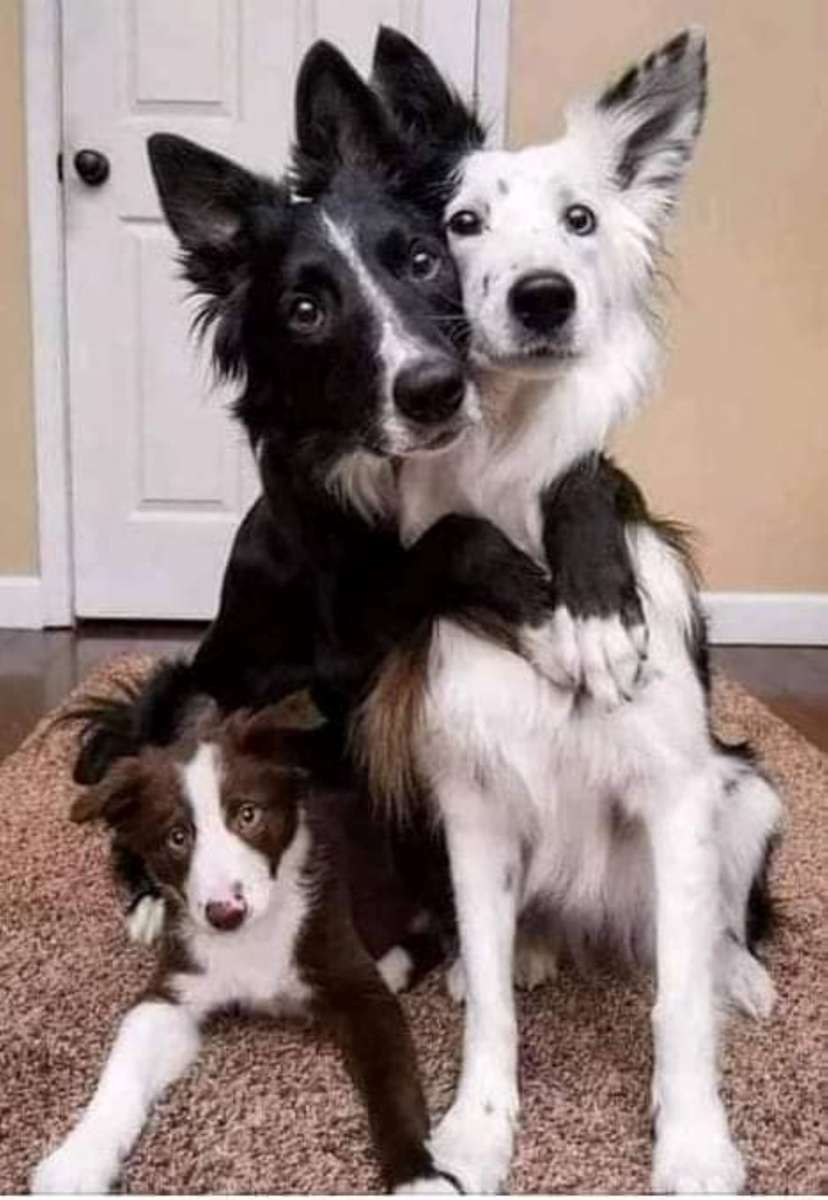 border collie puzzle online