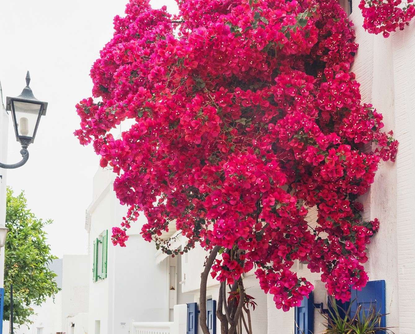 Uliczka w Paros- bougainvillea puzzle online