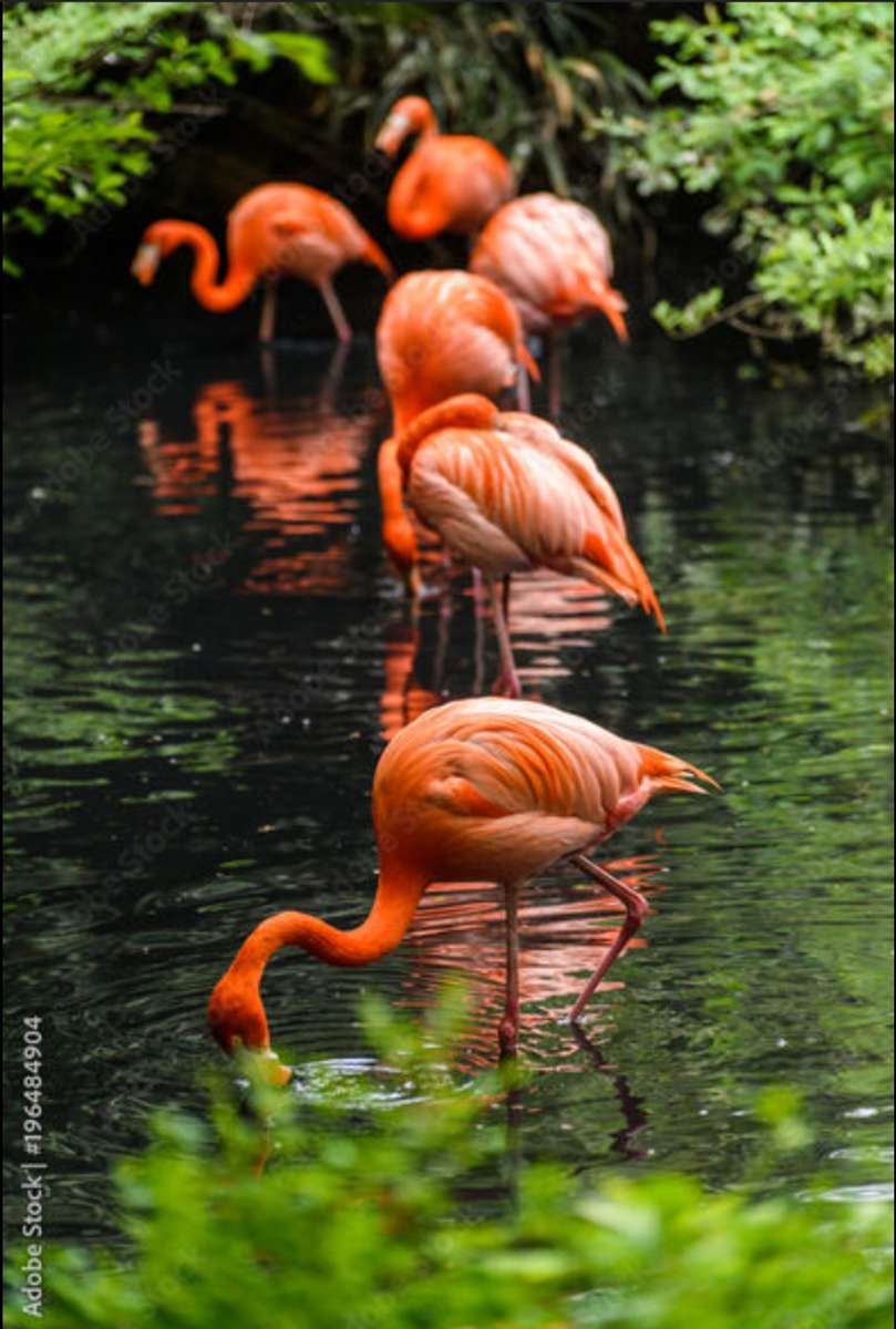 Flamingi Nad Wodą puzzle online