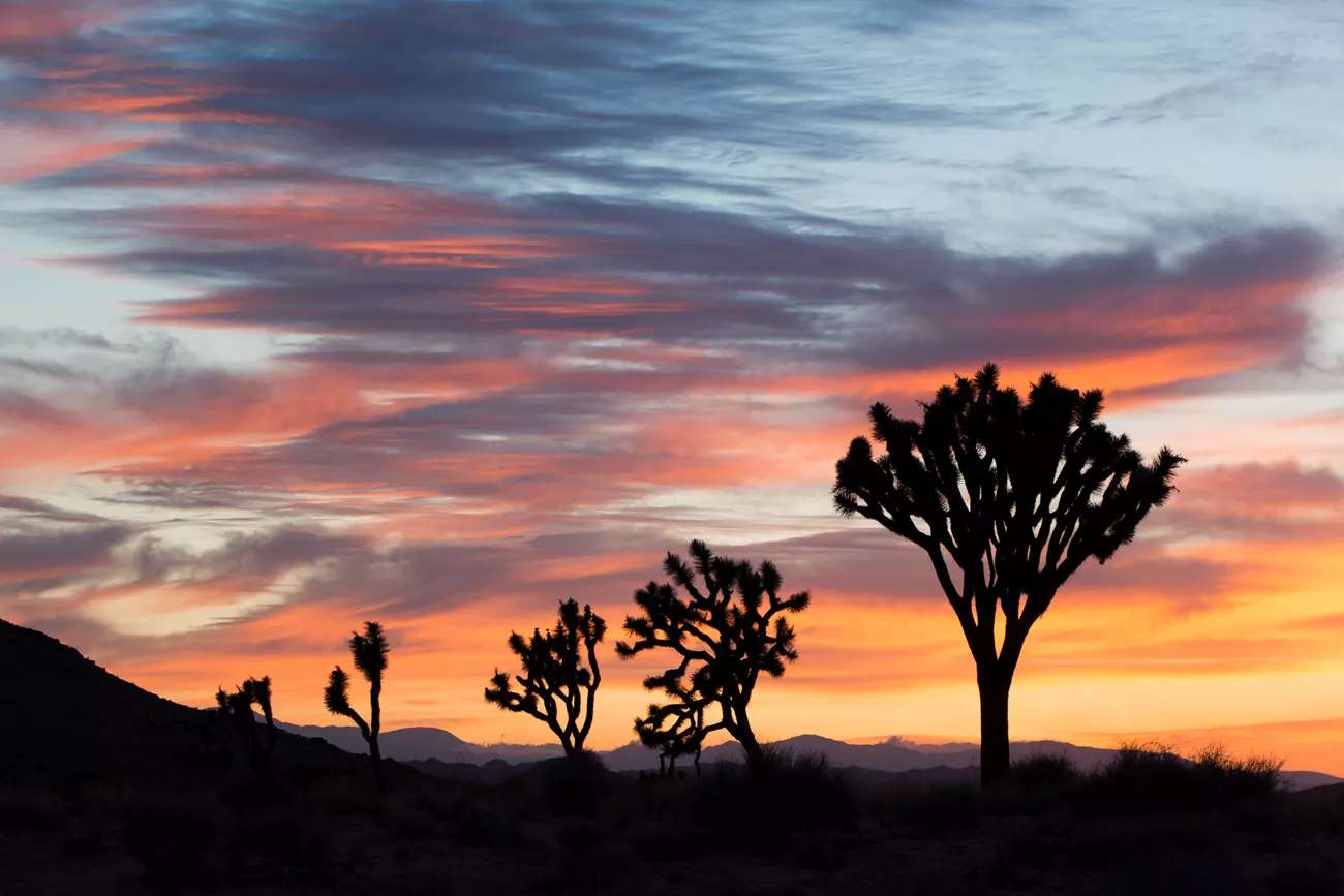 Joshua Trees – Kalifornia – USA puzzle online