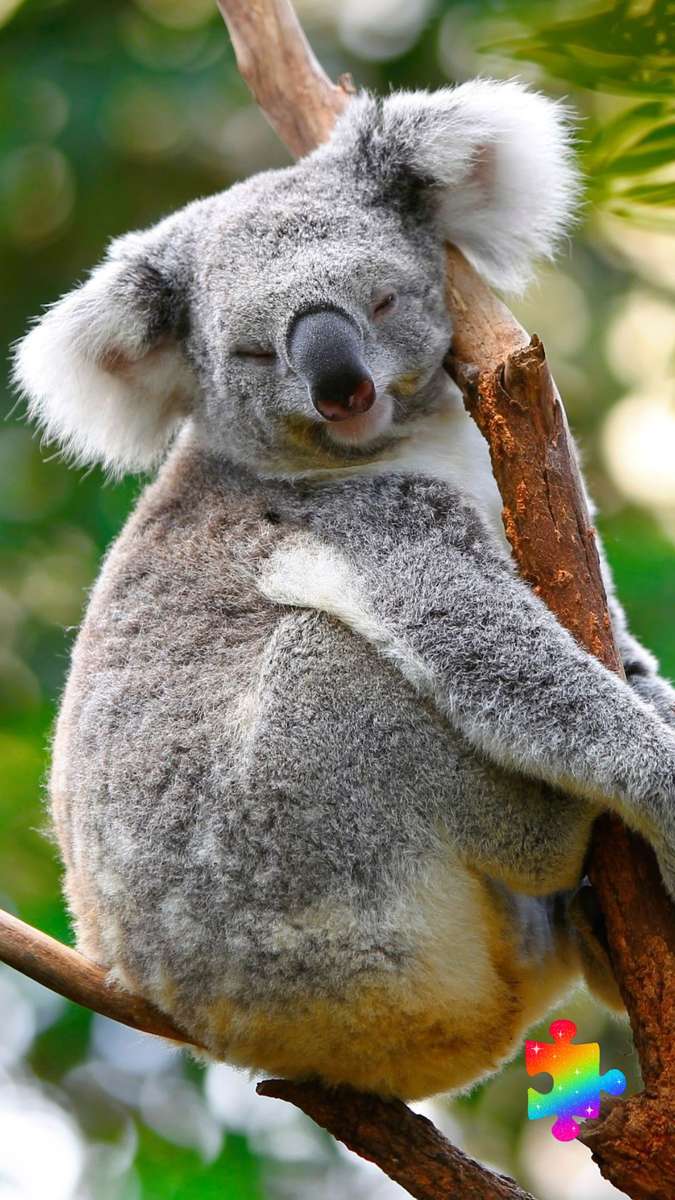 Koala na drzewie puzzle online