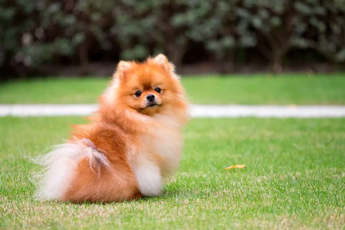 pomeranian puzzle online