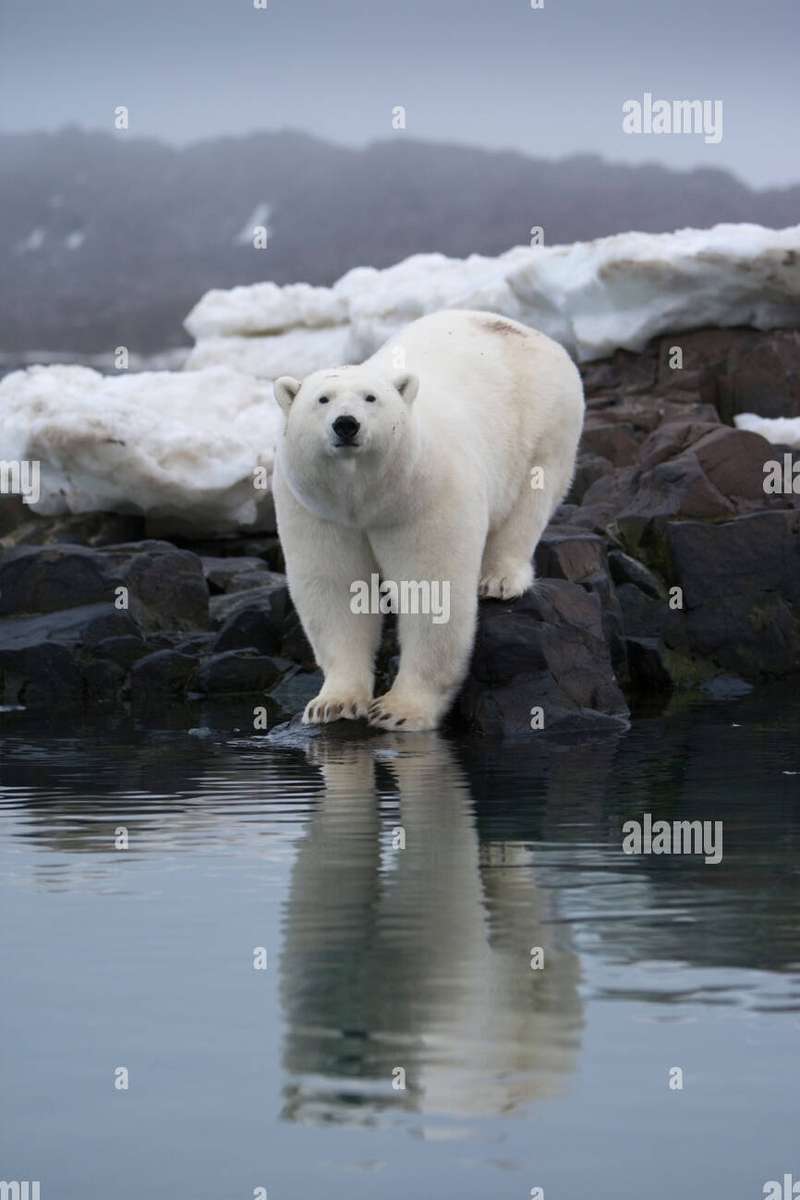 Niedźwiedź Polarny, Svalbard Norwegia puzzle online