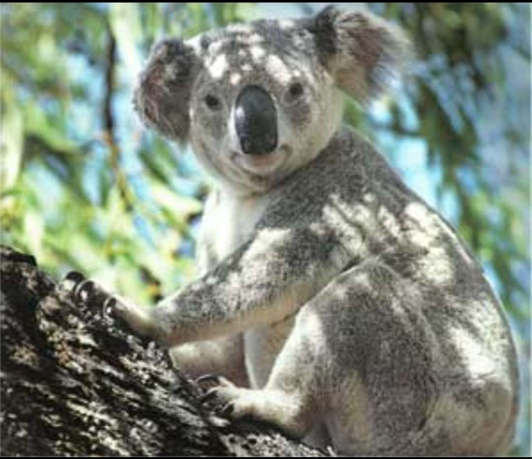 Miś Koala puzzle online