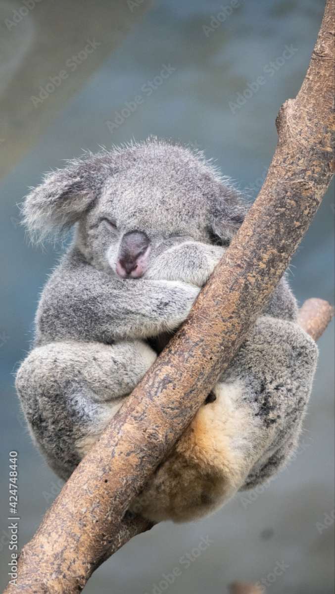 Śpiący Miś Koala puzzle online