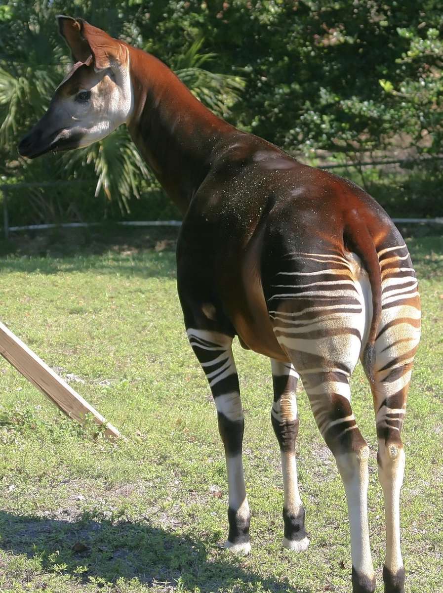 okapi w zoo puzzle online