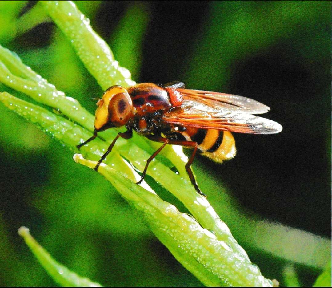 Volucella zonaria puzzle online