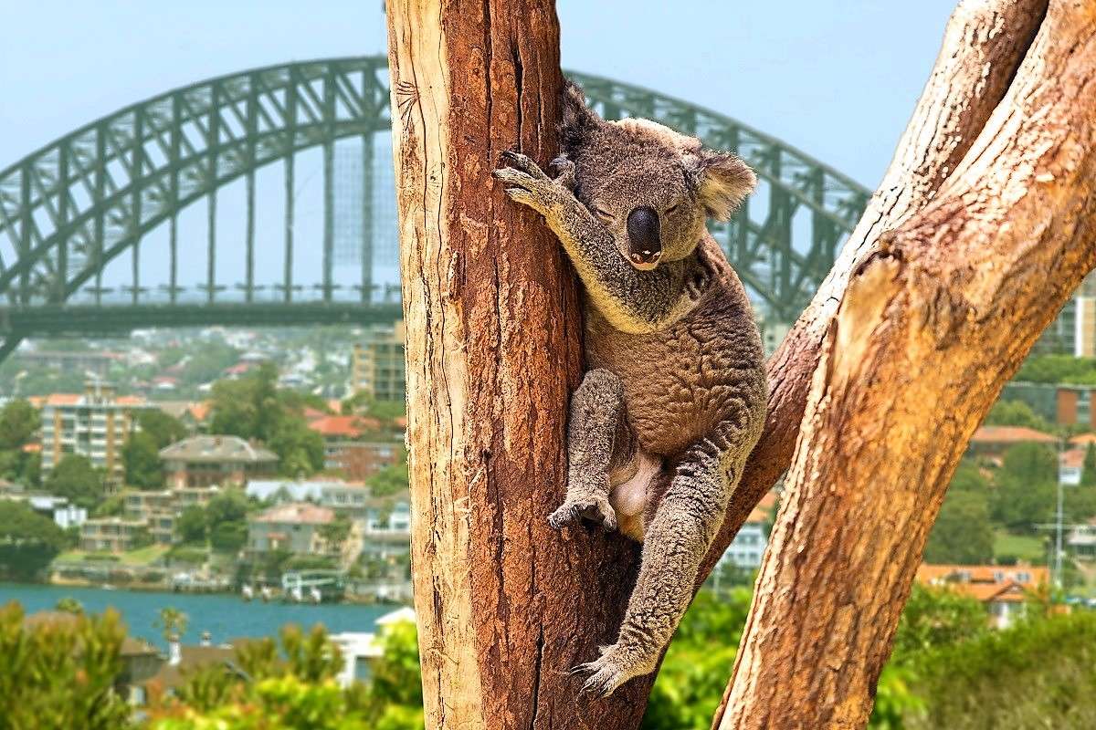 KOALA australijski puzzle online