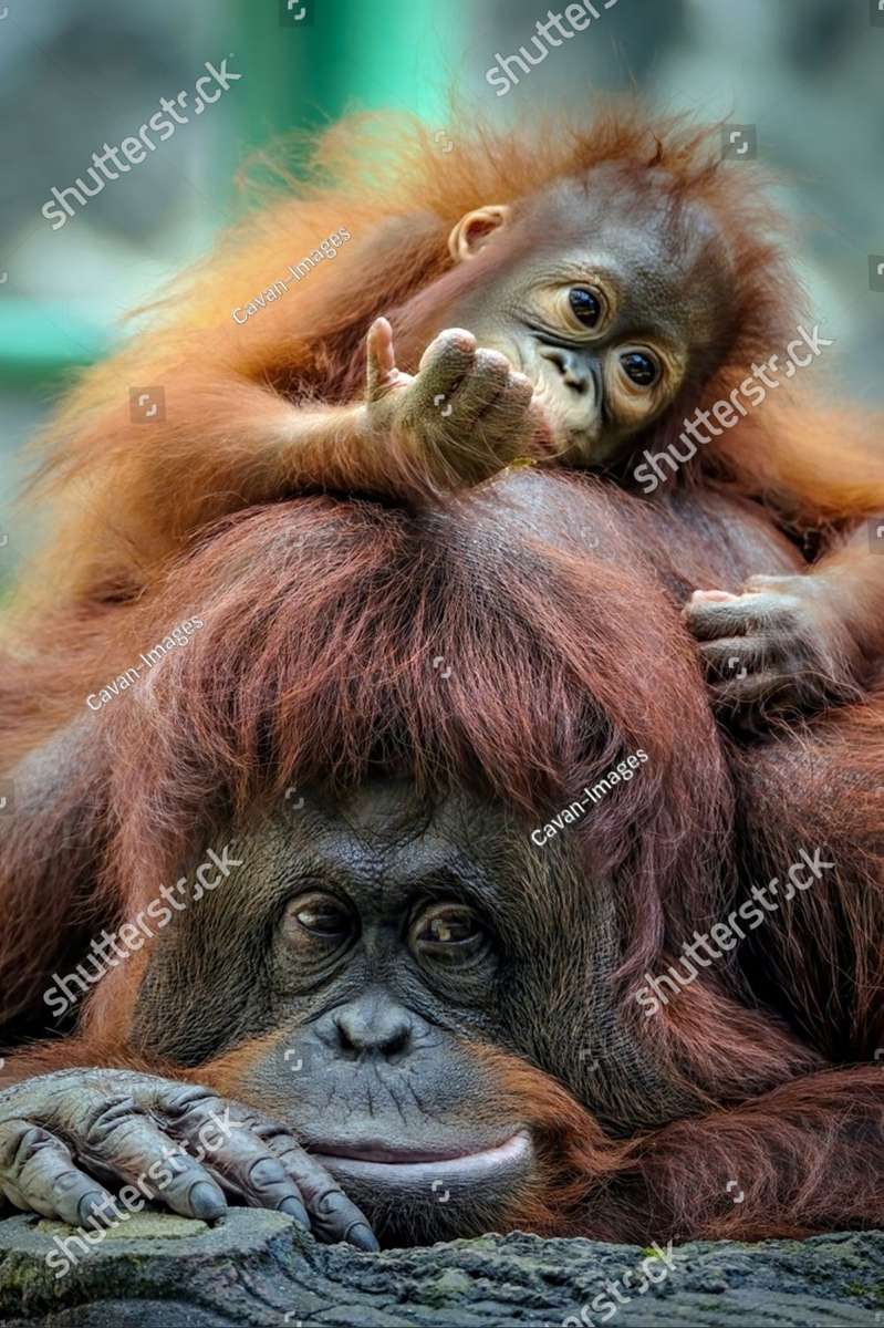 Rodzina Orangutanów puzzle online